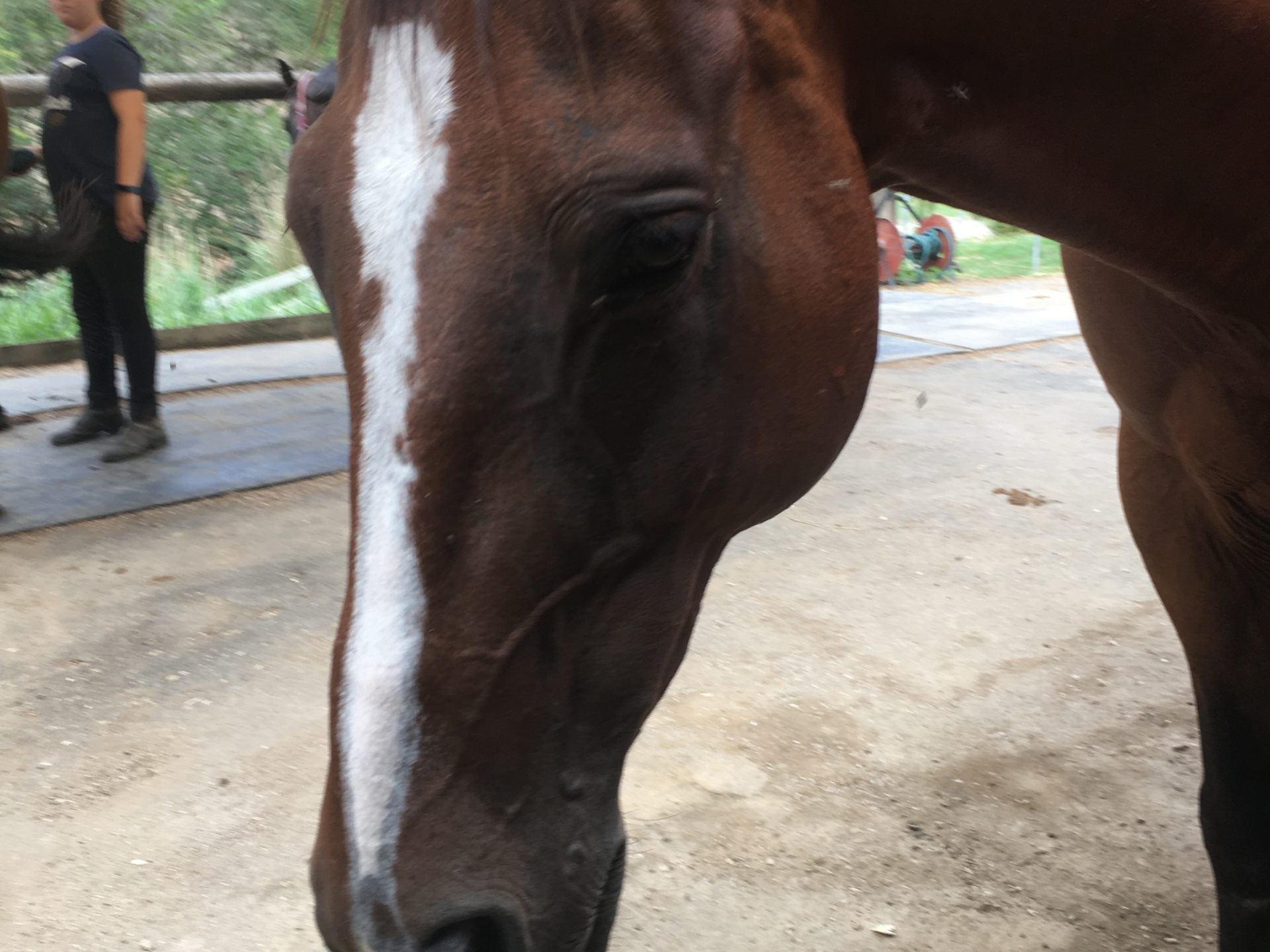 a close up of a horse