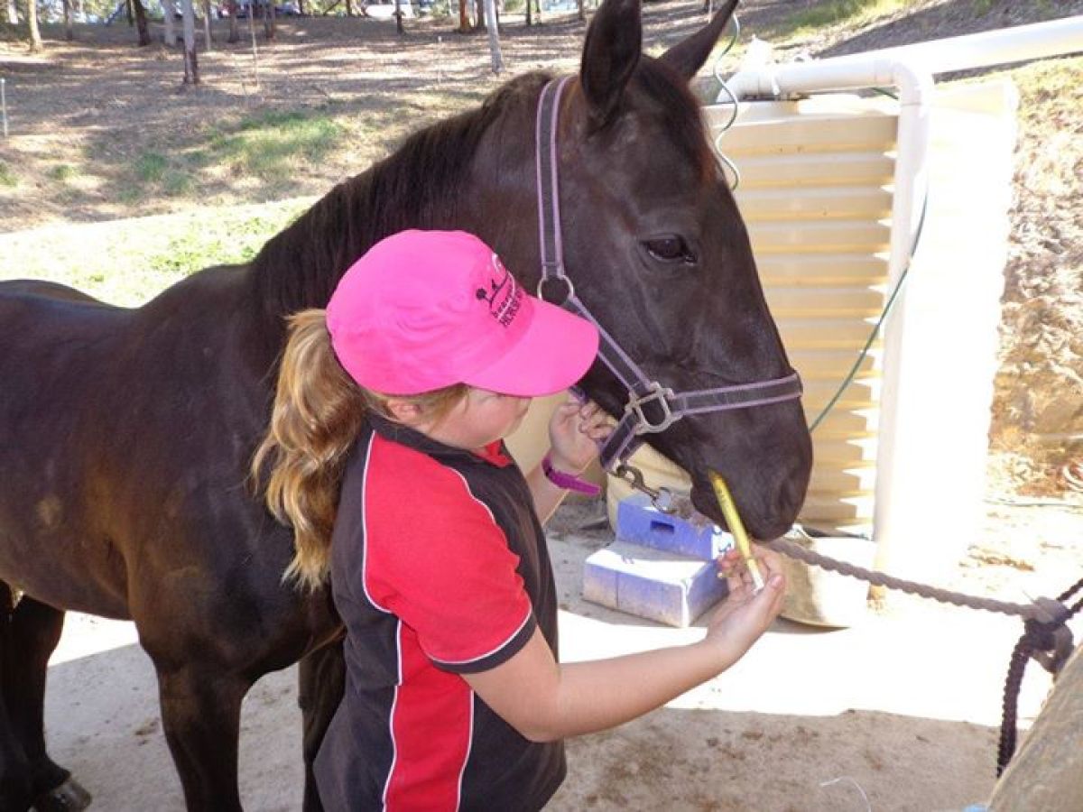 a person petting a horse