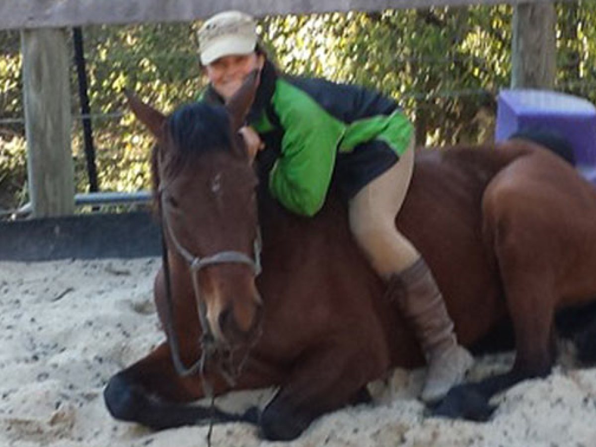 a dog sitting on a horse