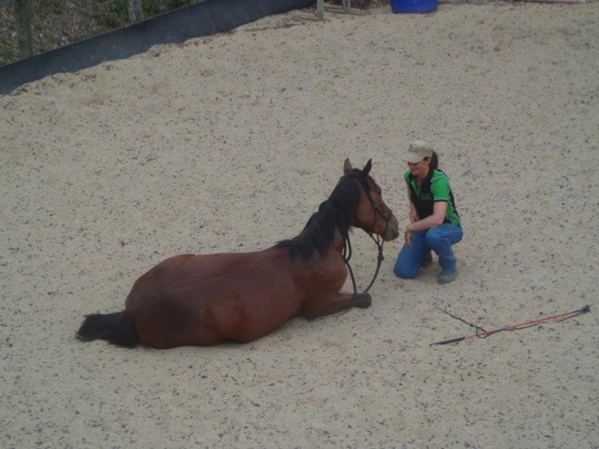 a horse lying in the sand