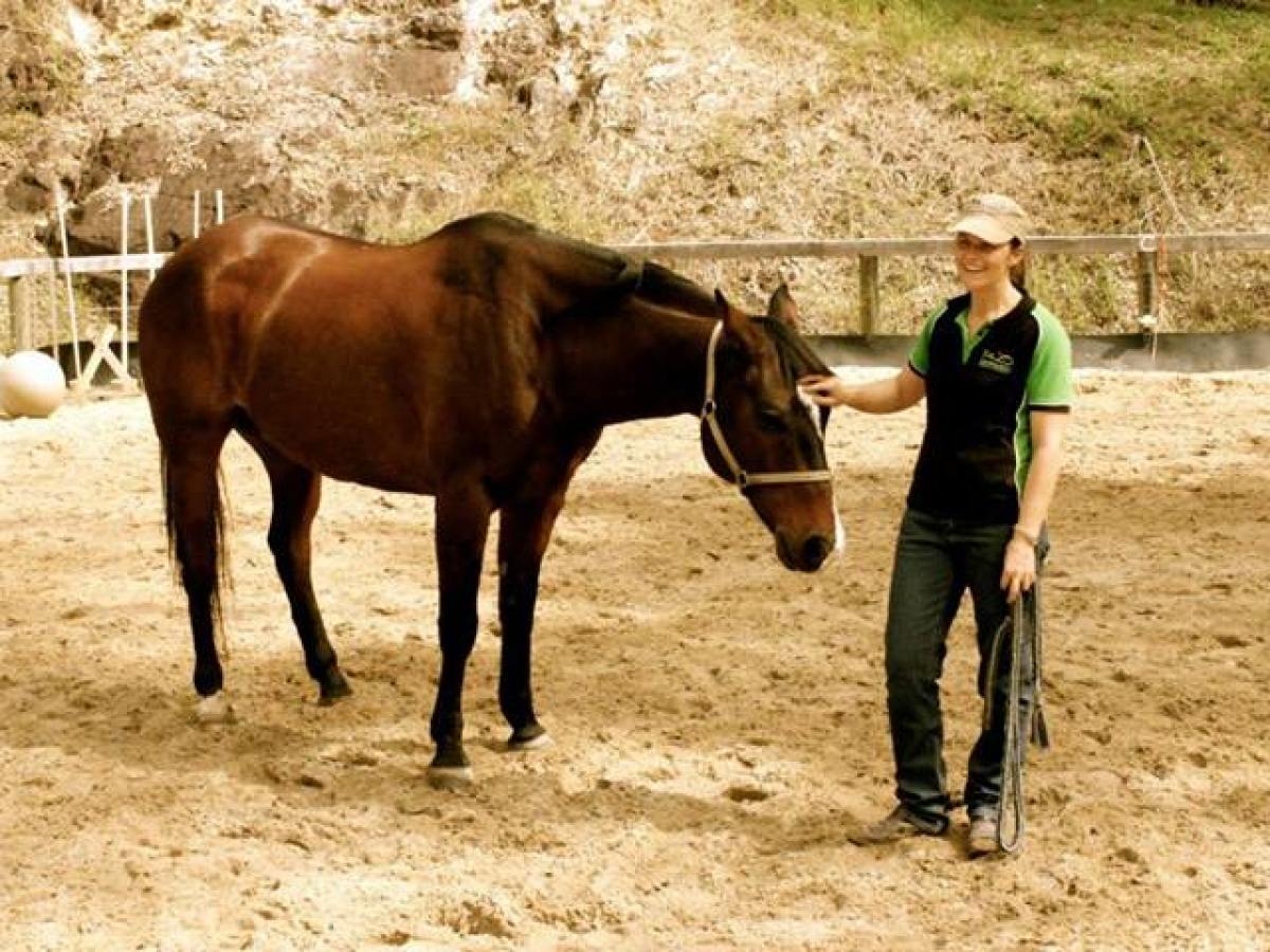 a brown horse standing on top of a dirt field