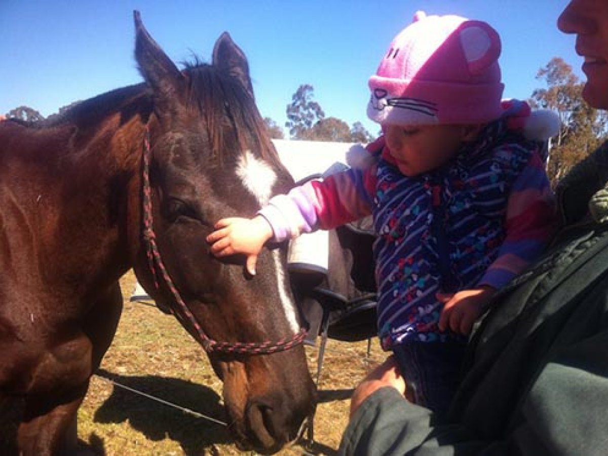 a person petting a horse