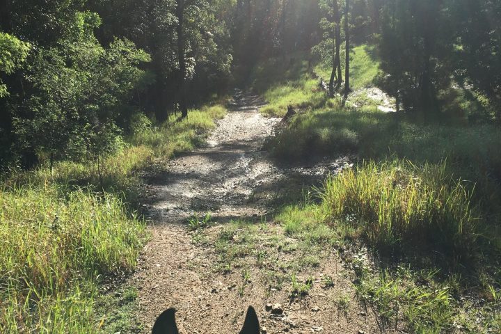 a cat that is standing in front of a tree