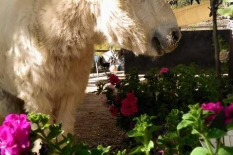 a cow standing in a garden