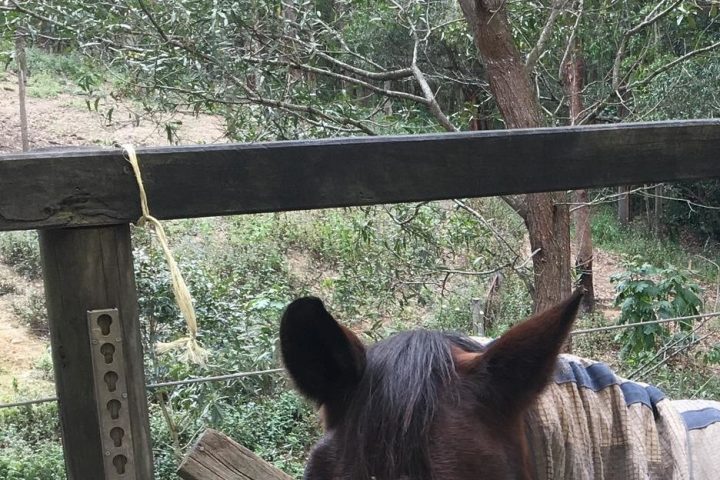 a brown horse standing next to a dog