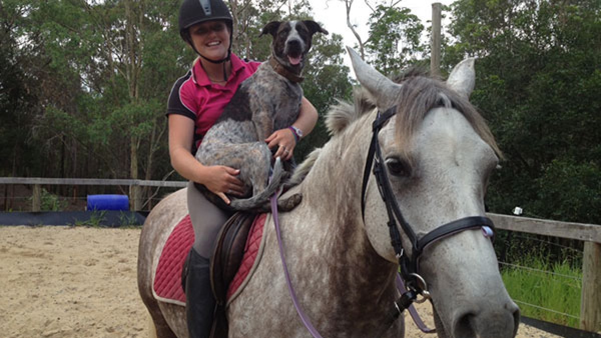 a person riding a horse