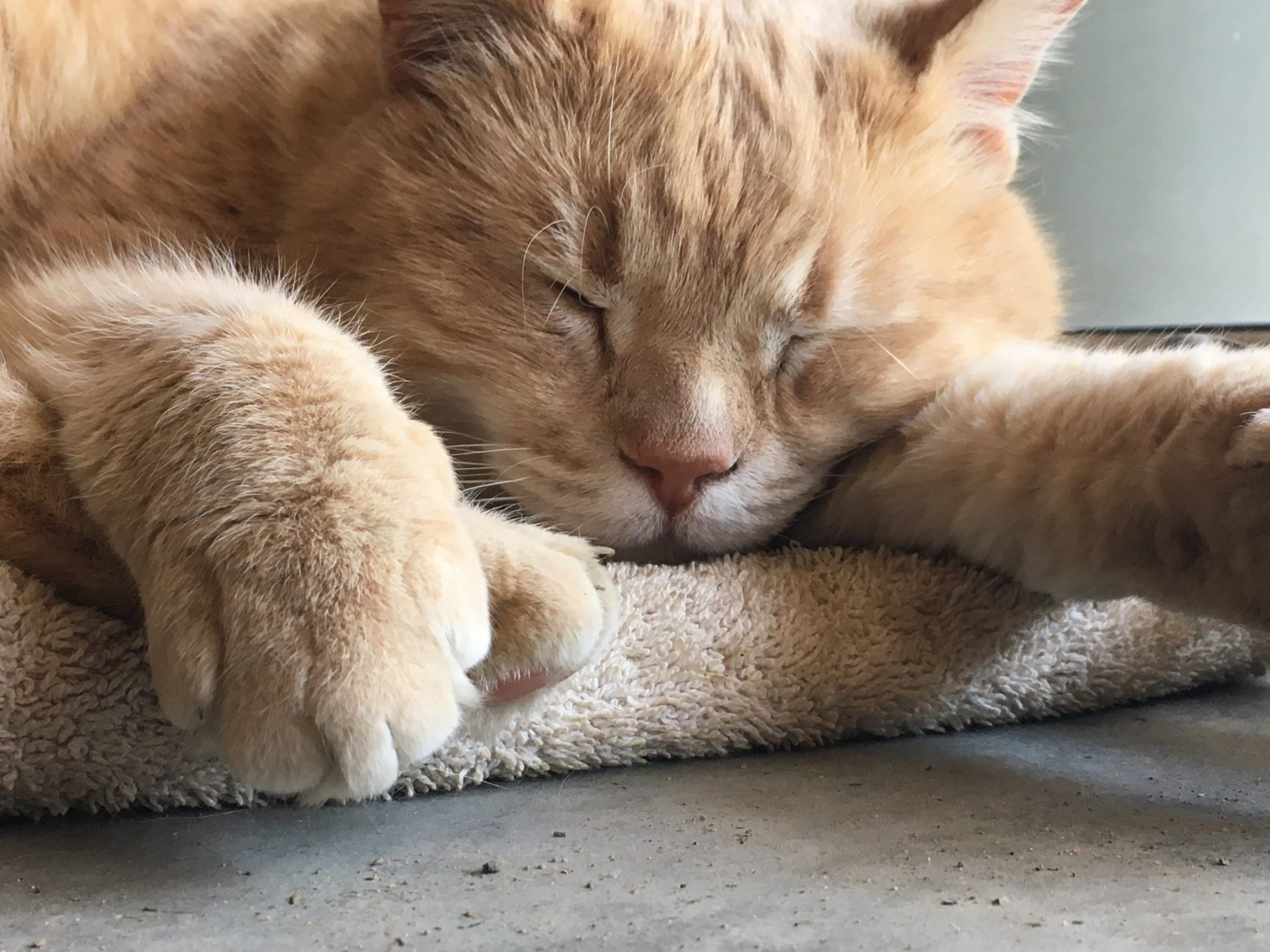 a close up of a sleeping cat