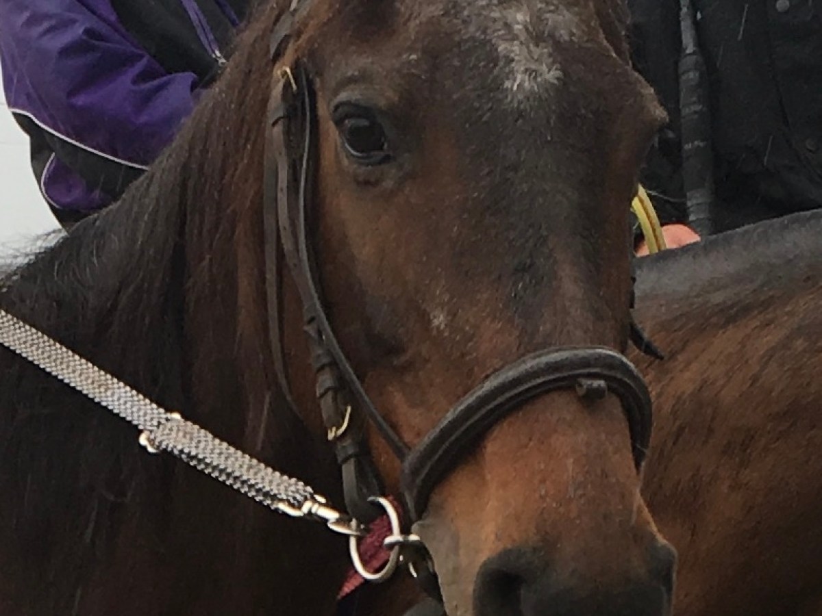 a close up of a brown horse standing next to a cow