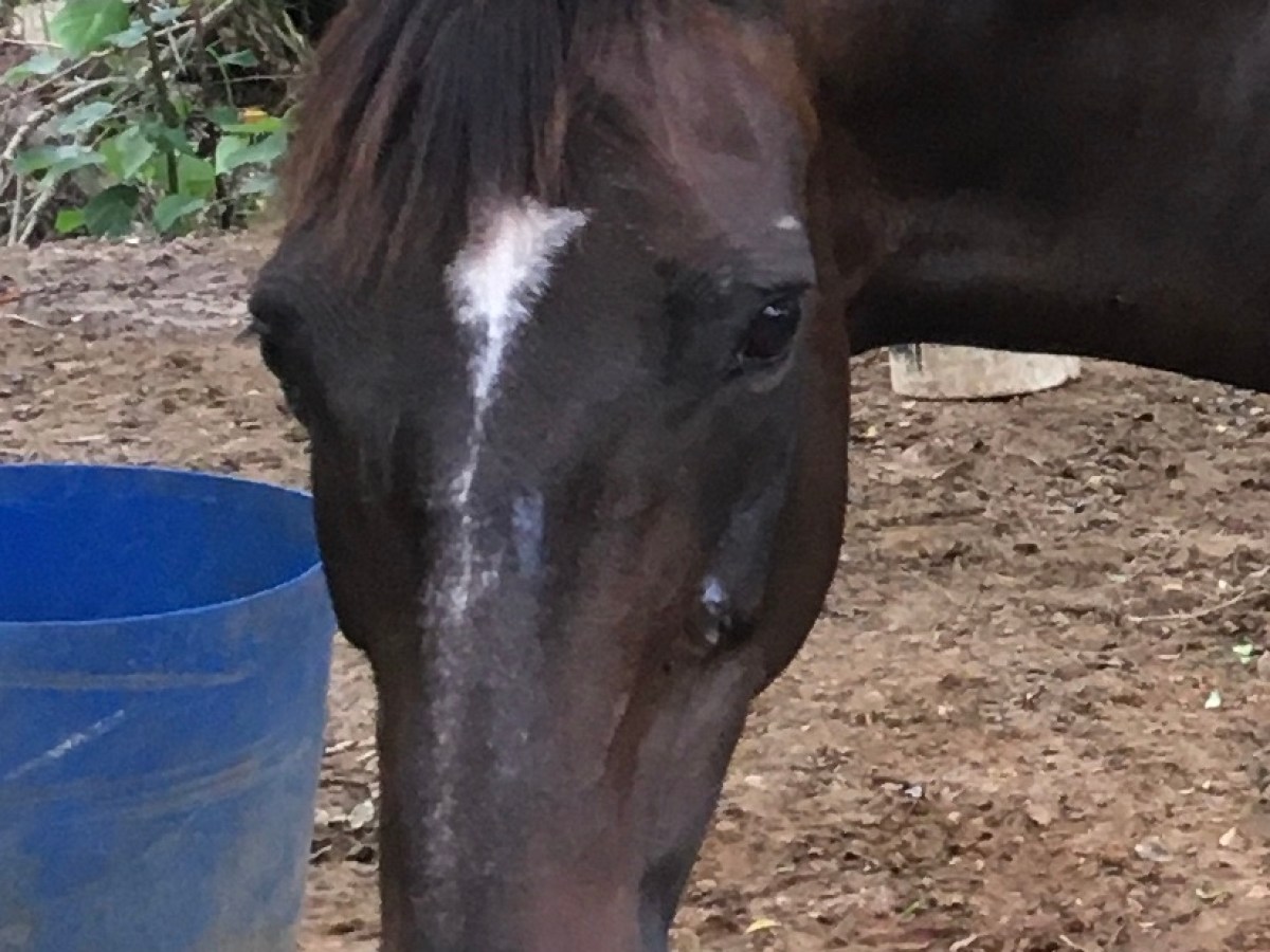 a horse is standing in the dirt