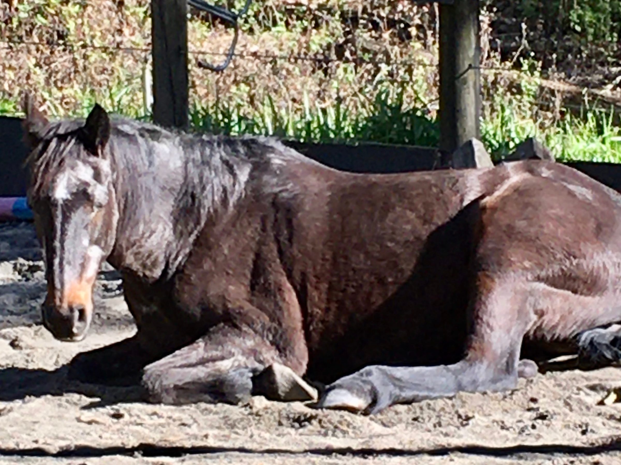 a horse lying in the dirt