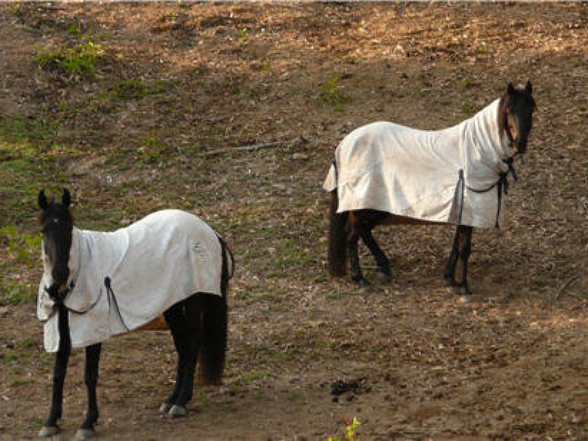 a brown horse standing on top of a dirt field
