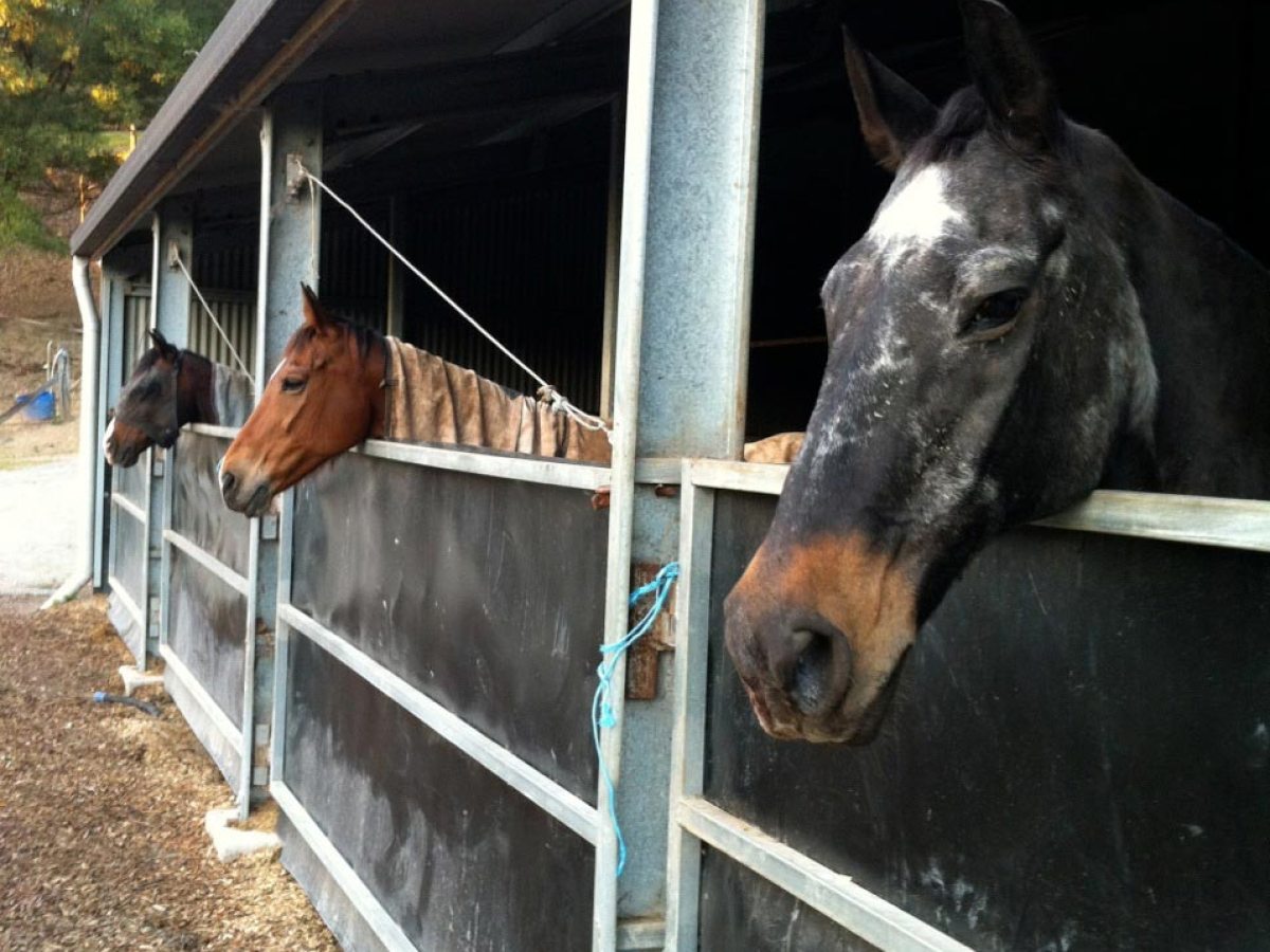 a horse sticking its head through a fence