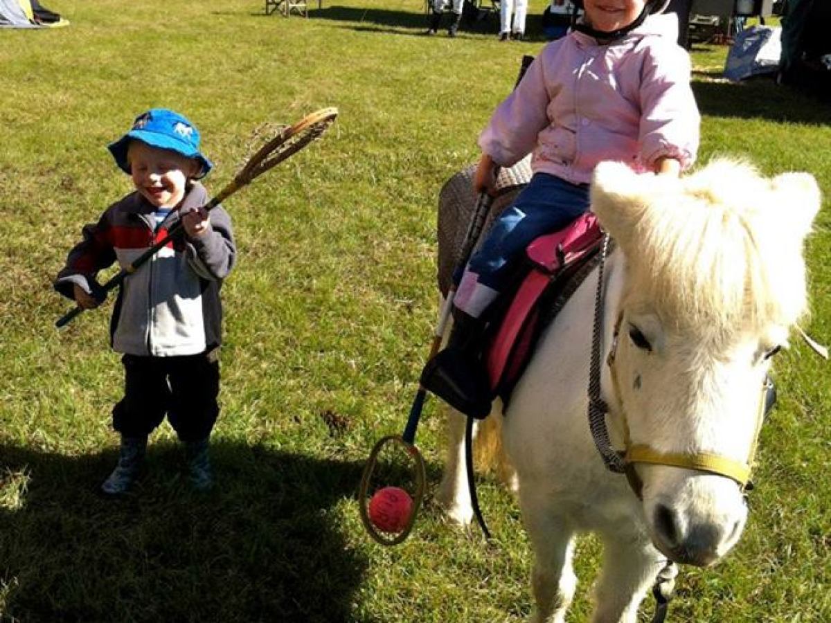 a group of sheep standing on top of a grass covered field