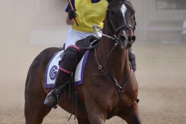 a person riding a horse