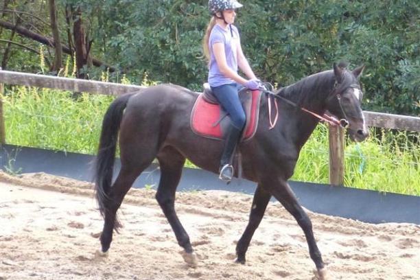 a person riding a horse
