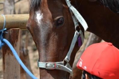 a brown horse