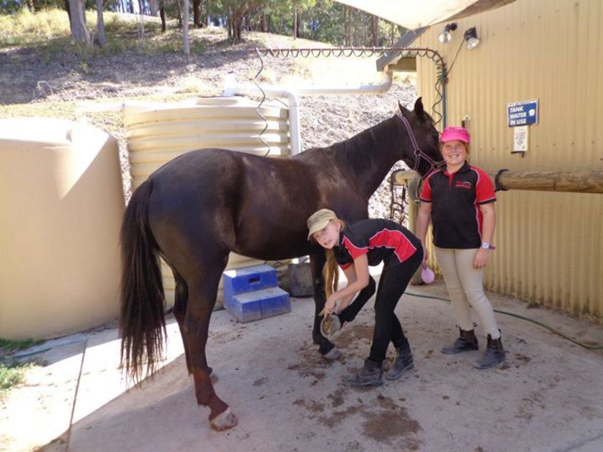 a person standing in front of a horse
