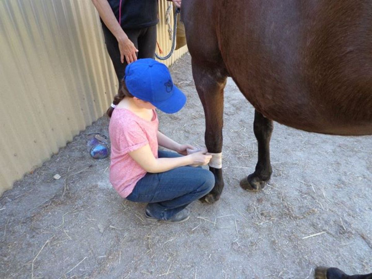 a small child sitting on a horse