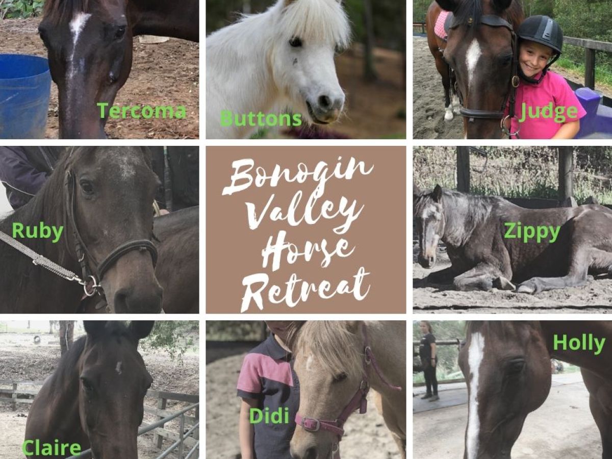 a group of different colored horse