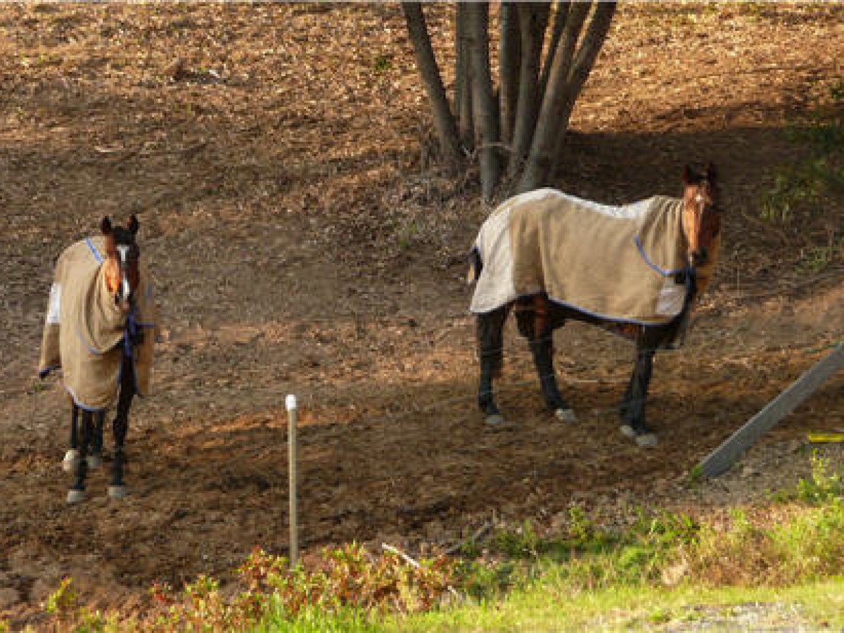 a horse is standing in the grass