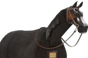 a close up of a horse
