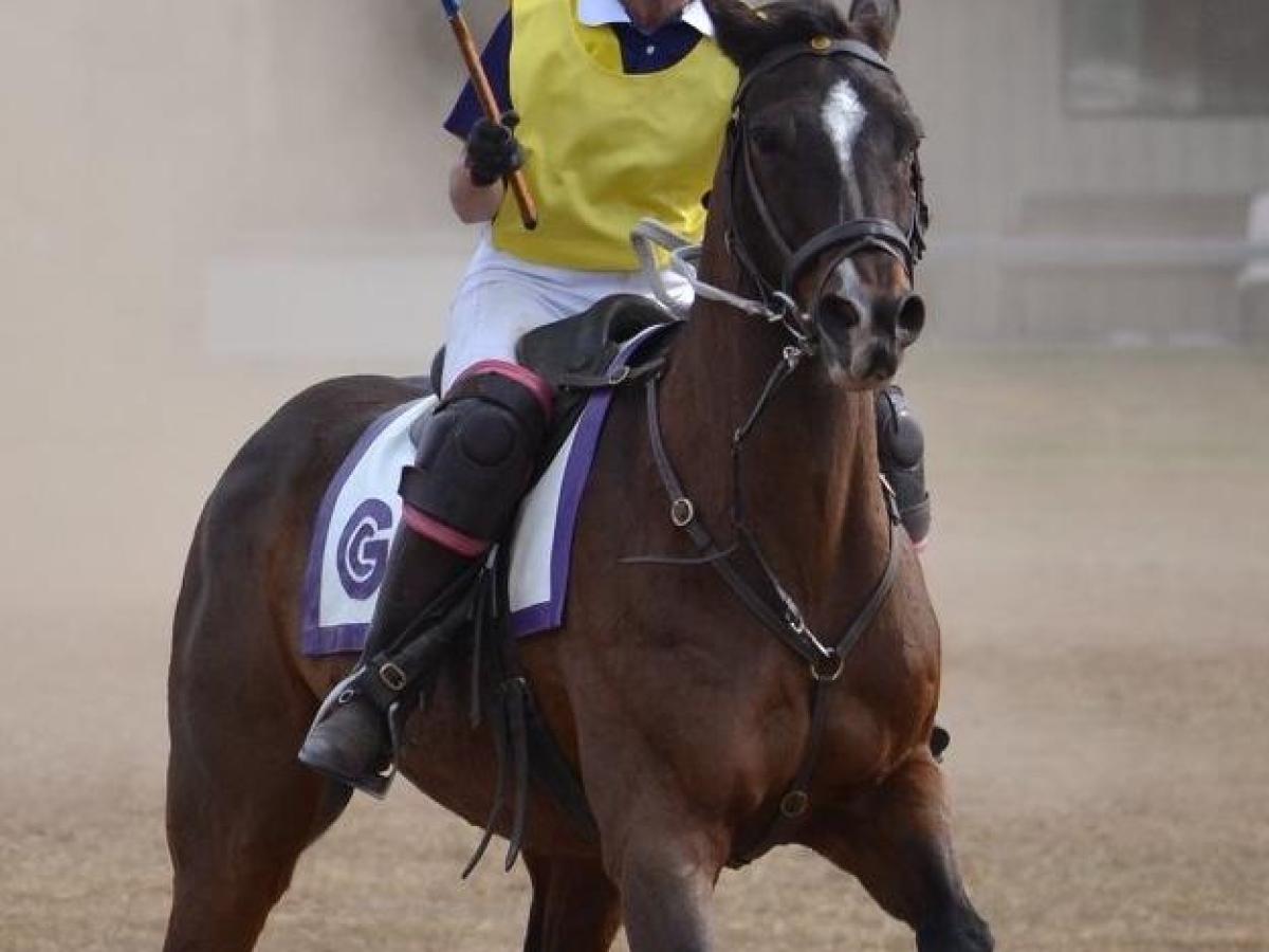 a person riding a horse
